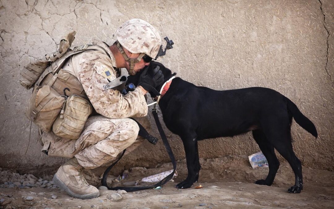 The Benefits Of Service Animals For Veterans
